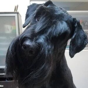 Meet your Posher, Darcie